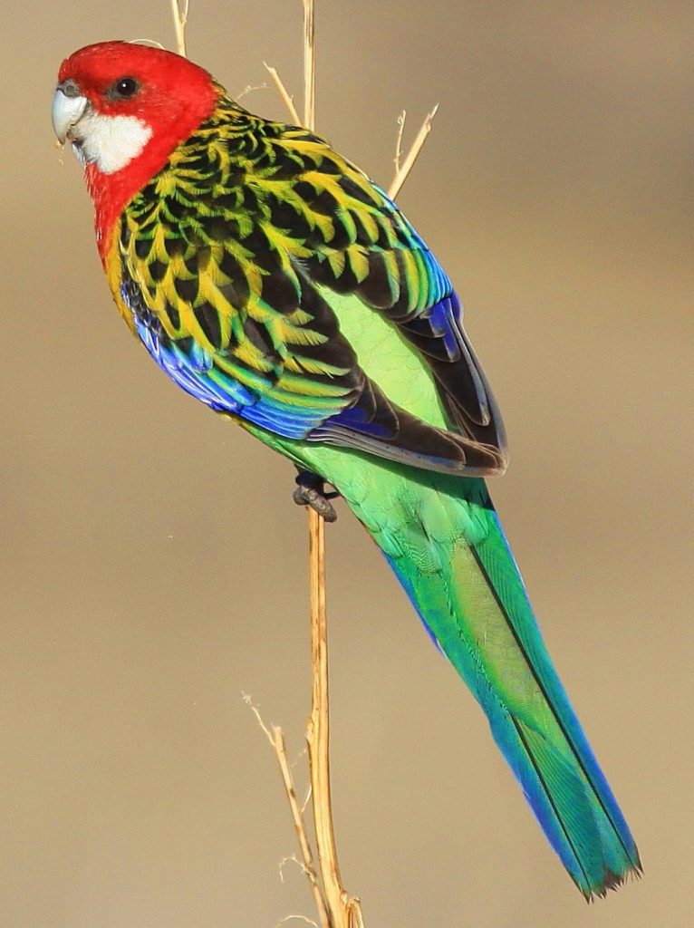 Perruche omnicolore - LE MEILLEUR GUIDE ORNITHOLOGIQUE